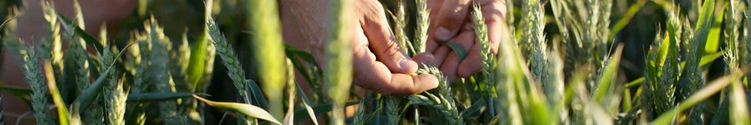 Manos inspeccionando plantas de trigo en un campo bajo la luz solar natural.