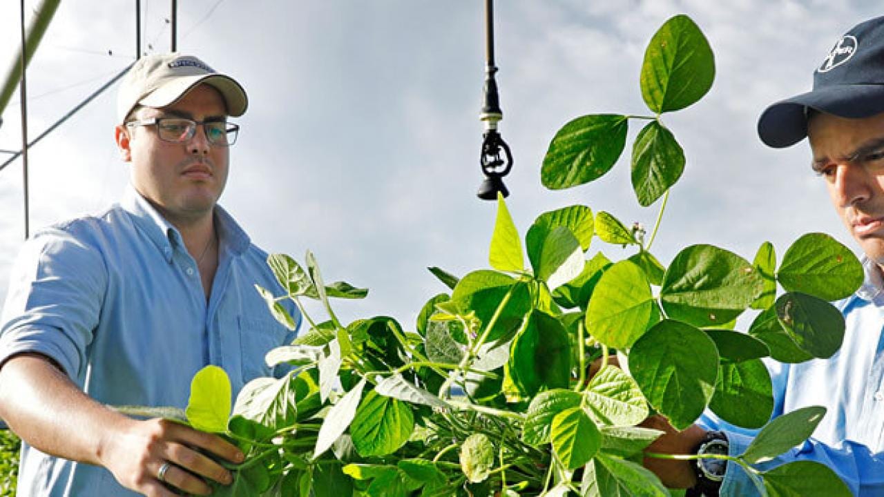 Dos hombres con camisas azules examinan una gran planta frondosa en un campo agrícola amplio y verde con un sistema de riego al fondo.