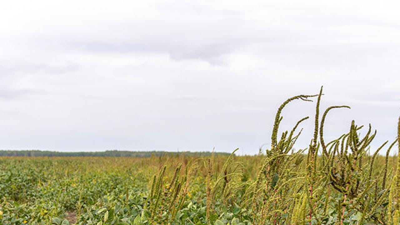 Un campo grande y abierto con plantas verdes altas bajo un cielo nublado.