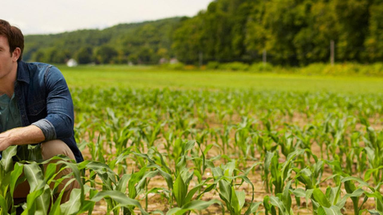 Hombre agachado en un campo de plantas jóvenes de maíz, sosteniendo una tableta, con un bosque al fondo.