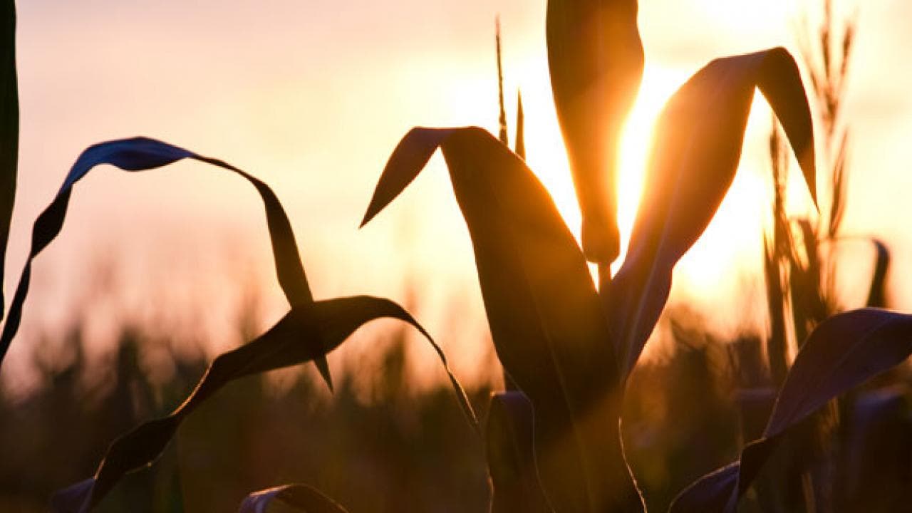 Silueta de un campo de maíz al atardecer con un cálido cielo naranja y violeta, y el sol parcialmente visible a través de las hojas.