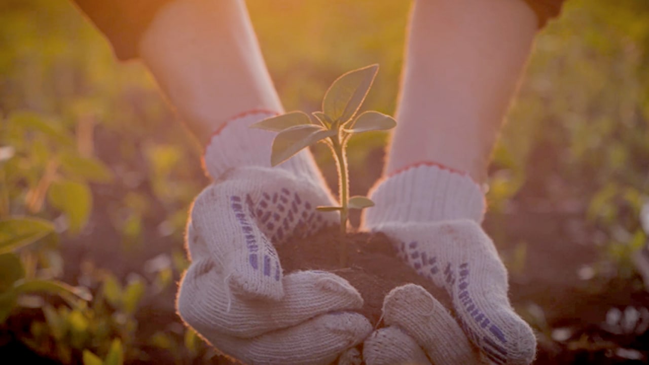 Primer plano de unas manos con guantes que sostienen una pequeña planta con tierra. El fondo es un campo iluminado por el sol.