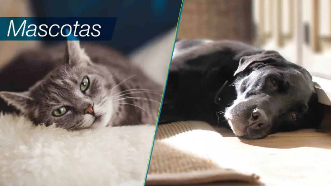 mascotas_0