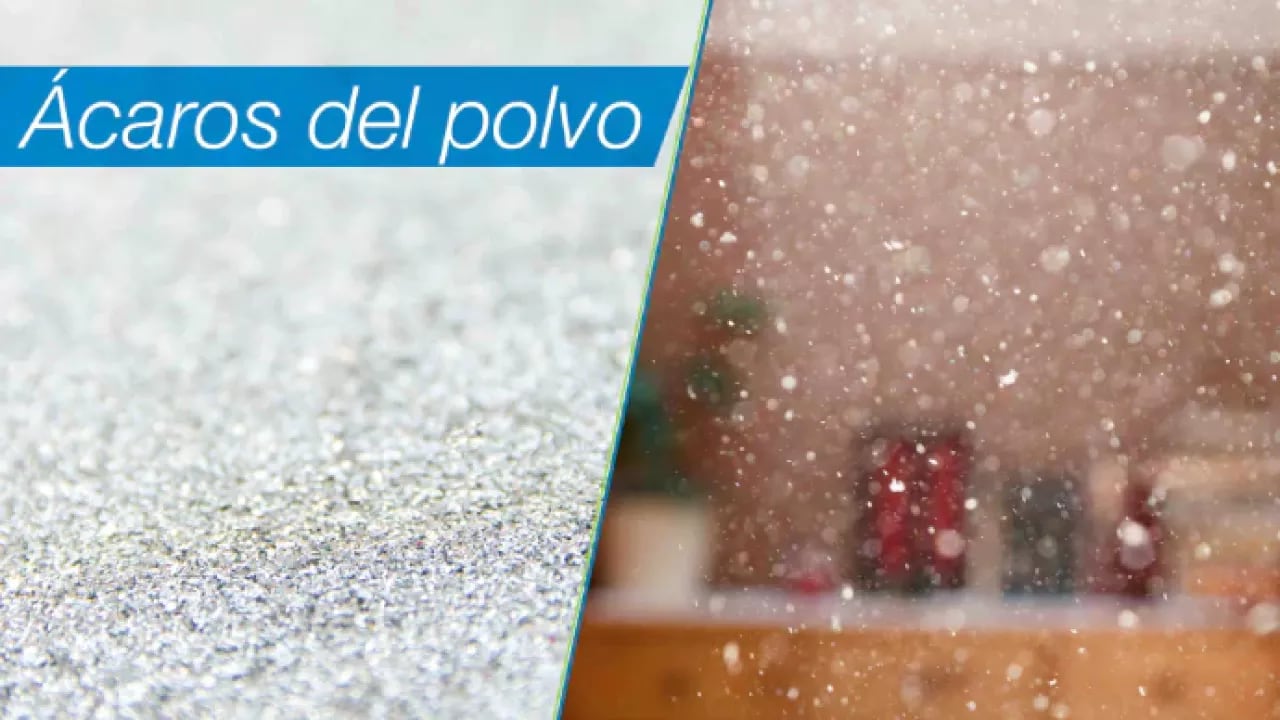 polvo_0