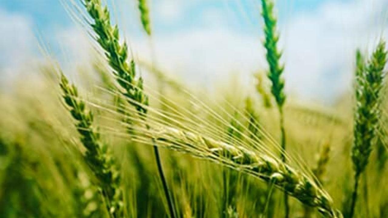 proteccion-cultivos