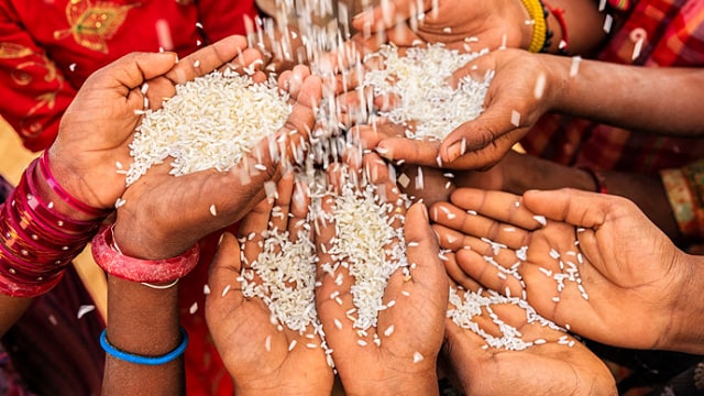 Manos de varias personas recogiendo granos de arroz que caen, con ropas y pulseras de colores visibles.