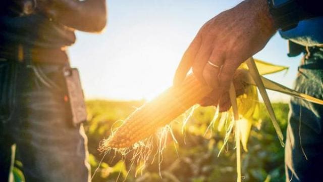 Una persona sostiene una mazorca de maíz en un campo iluminado por el sol, mientras otra persona está de pie cerca.
