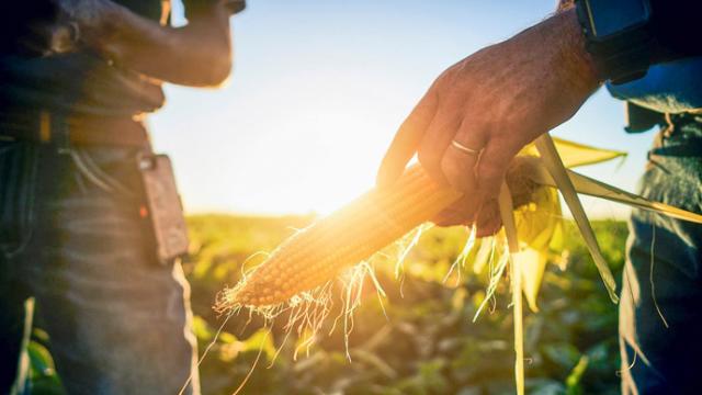 Una persona sostiene una mazorca de maíz en un campo con la luz del sol brillando de fondo. Otra persona está de pie a la izquierda.