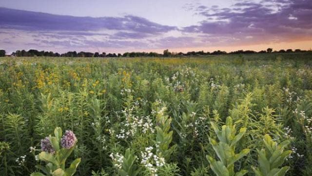 Un campo de flores silvestres bajo un cielo de atardecer púrpura y naranja, con árboles que bordean el horizonte.