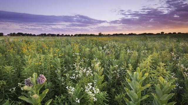 Un campo de flores silvestres al atardecer con un cielo púrpura y naranja.