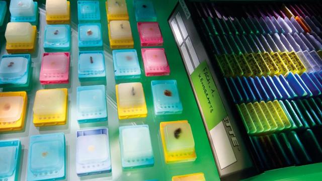 Una variedad de microplacas translúcidas y coloridas dispuestas sobre una superficie, algunas etiquetadas, junto a una bandeja de muestras bajo luz fluorescente.