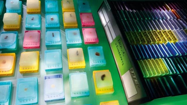 Una variedad de microplacas translúcidas y coloridas dispuestas sobre una superficie, algunas etiquetadas, junto a una bandeja de muestras bajo luz fluorescente.
