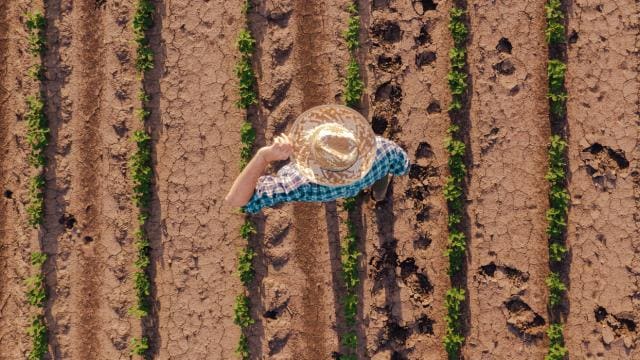 Una persona con sombrero de paja camina a través de tierras de cultivo secas con cultivos verdes en hileras.