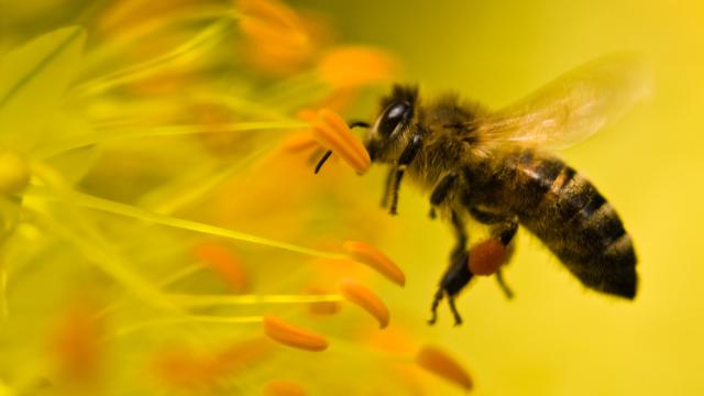 Una abeja vuela cerca de los estambres de una flor amarilla, recogiendo polen.