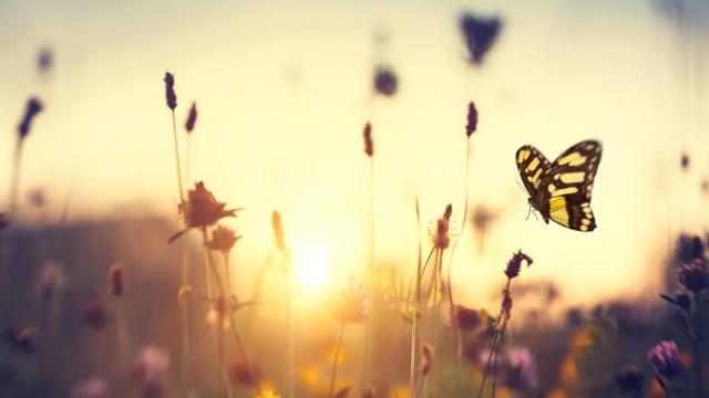 Una mariposa revolotea entre flores silvestres en un campo, con el sol poniéndose en el horizonte, proyectando un brillo cálido.