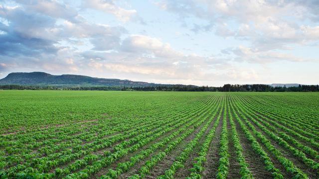 Un vasto campo verde con hileras de cultivos bajo un cielo parcialmente nublado, con colinas al fondo.