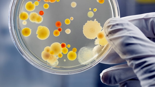 Una mano enguantada sostiene una placa de Petri que contiene varios cultivos bacterianos coloridos.