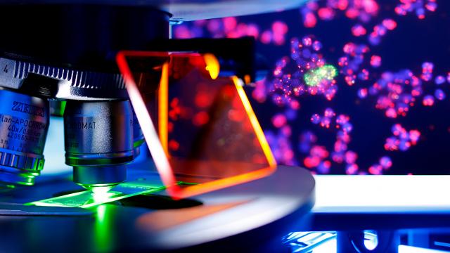Un primer plano de un microscopio con un portaobjetos, con células iluminadas en rojo y azul vibrantes en el fondo.
