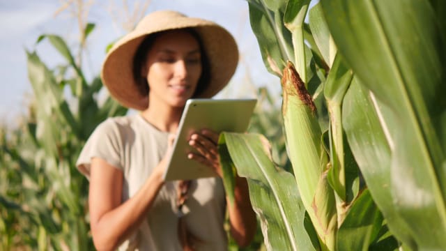 Una persona con sombrero examina plantas de maíz en un campo mientras usa una tableta.