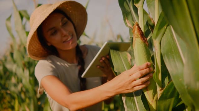 Una persona con sombrero examina el maíz en un campo mientras sostiene una tableta.