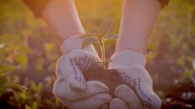 Primer plano de unas manos con guantes que sostienen una pequeña planta con tierra. El fondo es un campo iluminado por el sol.