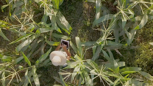 Vista aérea de una persona que lleva un sombrero de paja examinando una tableta entre altas plantas de maíz verde en un campo.
