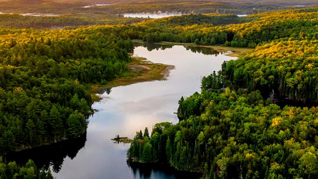 Vista aérea de un paisaje boscoso con un río sinuoso o lago, rodeado de densos árboles verdes bajo un cielo despejado.