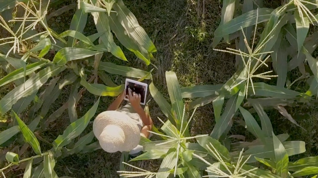 Vista aérea de una persona con sombrero de paja usando una tableta en un campo de maíz.