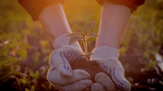 Un par de manos enguantadas sostienen una pequeña planta con tierra, sobre un fondo iluminado por el sol.