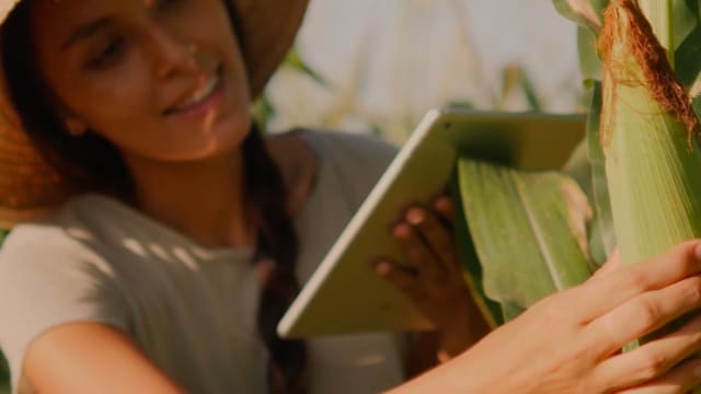 Una persona con sombrero examina el maíz en un campo mientras sostiene una tableta.