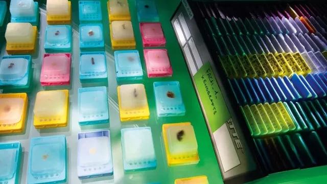 Diapositivas de laboratorio coloreadas sobre una caja de luz, dispuestas en filas y columnas.