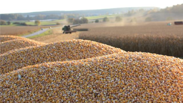 Bayer Valora: el innovador programa que garantiza rentabilidad a los productores de maíz