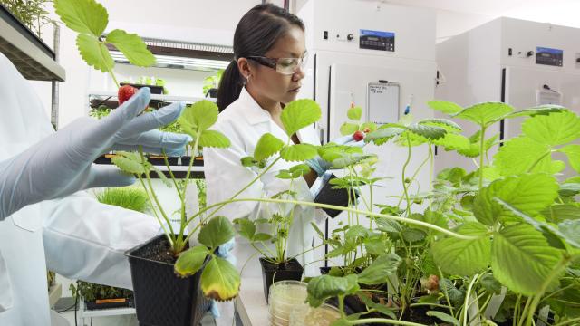 Científica plantas