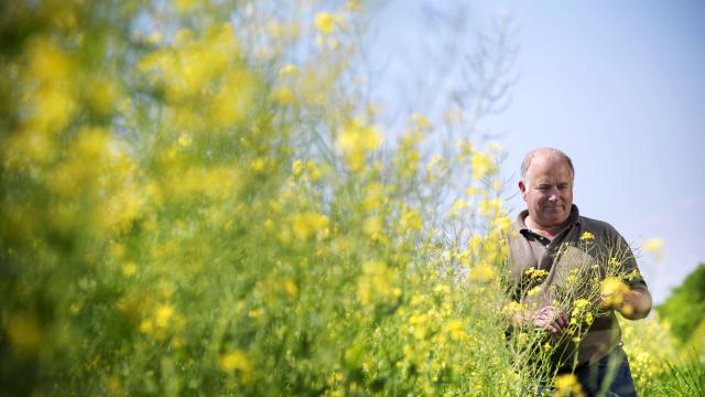 Granjero Camelina