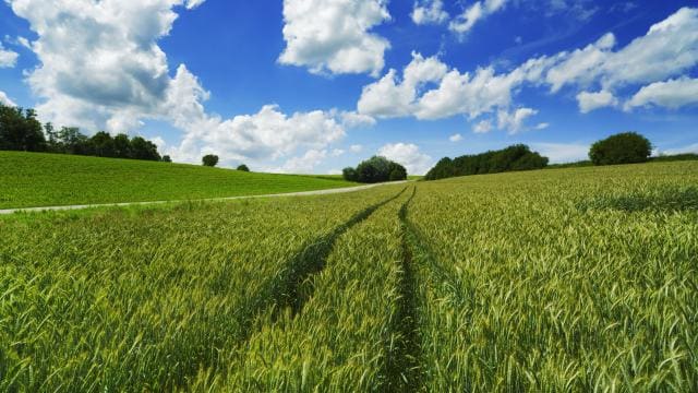 Campo