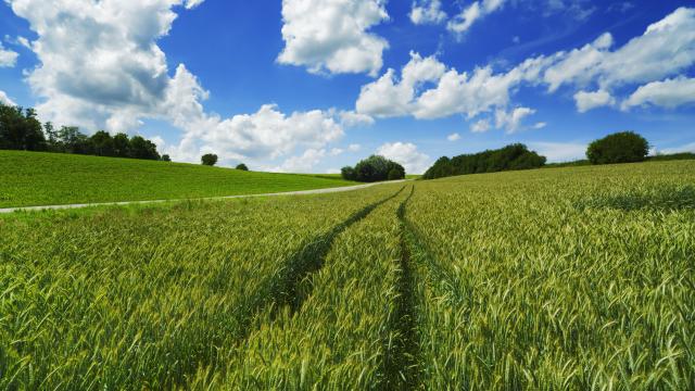 Campo