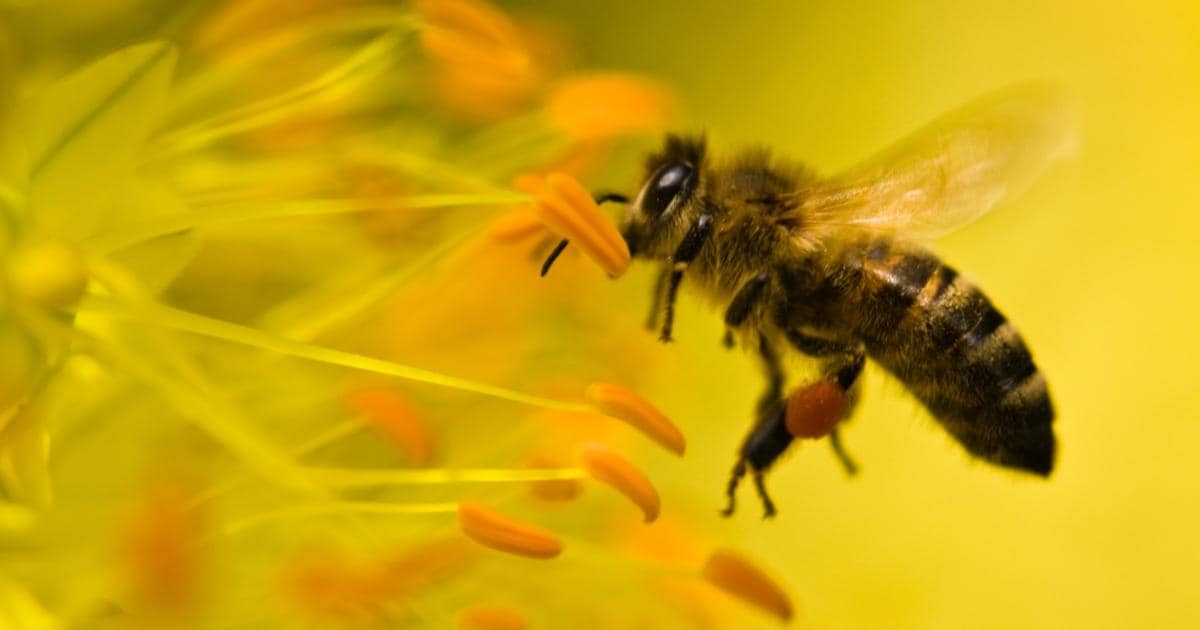 arco bebida Mujer Héroes polinizadores: la importancia de las abejas para los cultivos |  Bayer Cono Sur