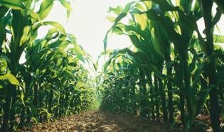 Campo_Crop_Sustentabilidad