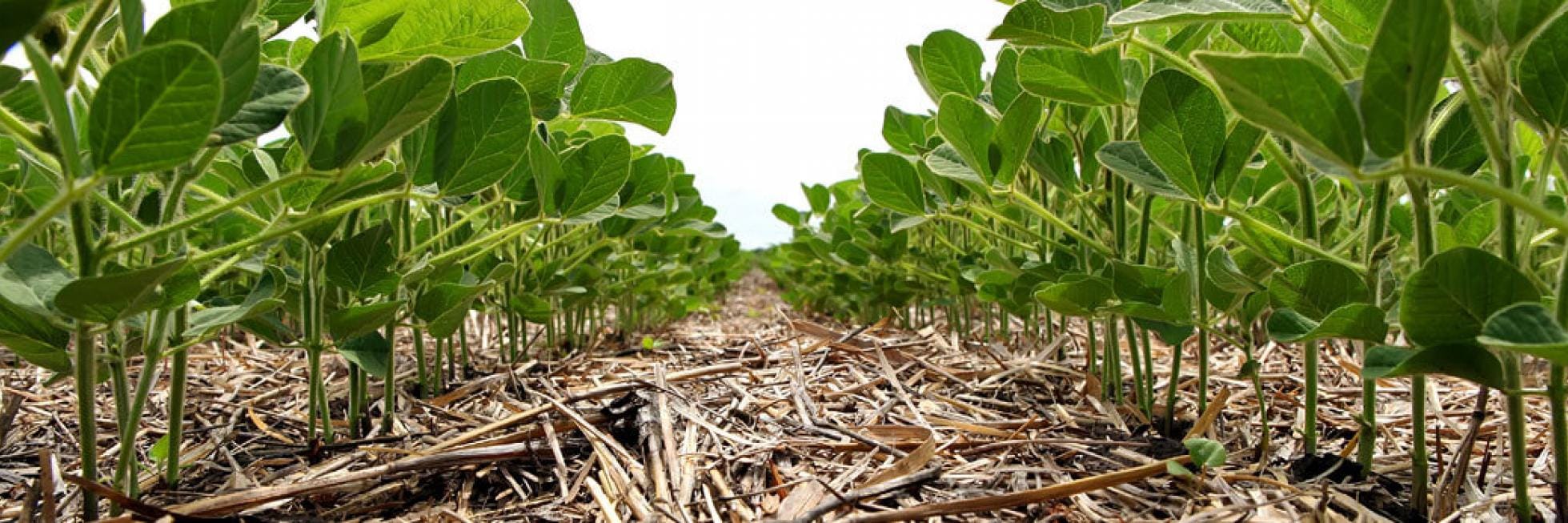 Vista de ángulo bajo de plantas verdes que crecen en un campo, con una capa de paja cubriendo el suelo.