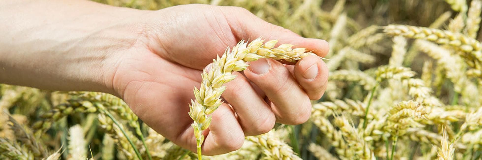 Una mano sosteniendo un tallo de trigo en un campo.