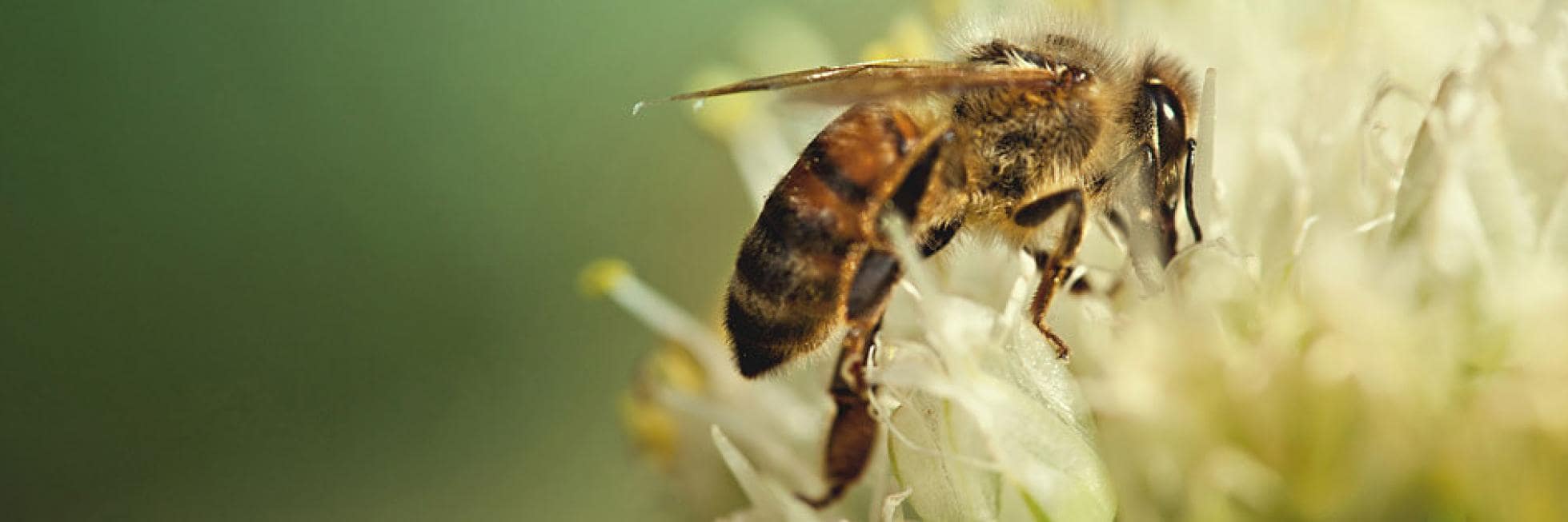 Primer plano de una abeja en una flor blanca, recogiendo polen.