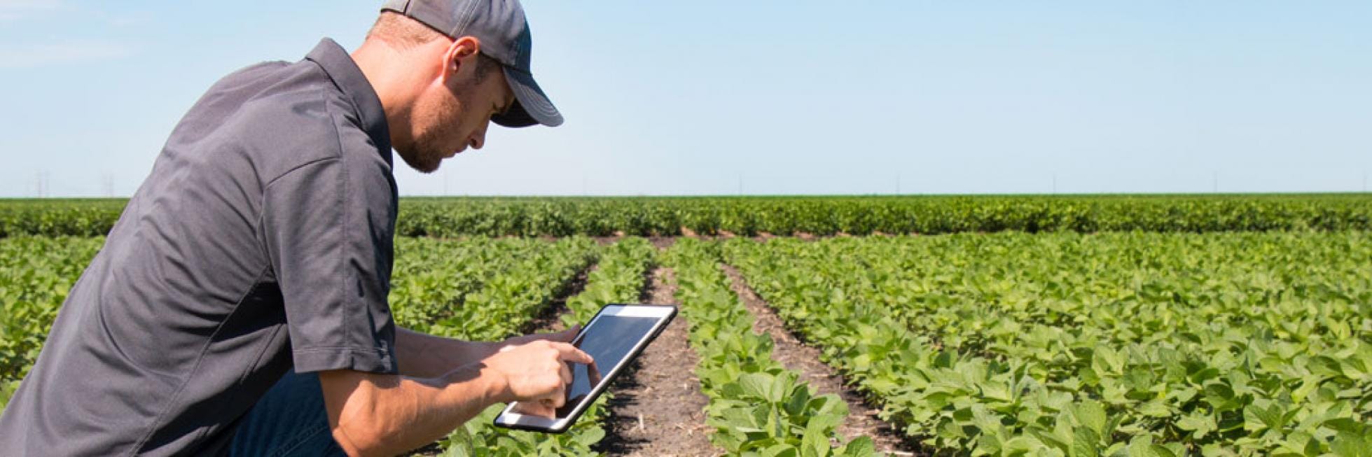 Una persona con gorra usa una tableta mientras inspecciona un gran campo de cultivo verde bajo un cielo azul claro.