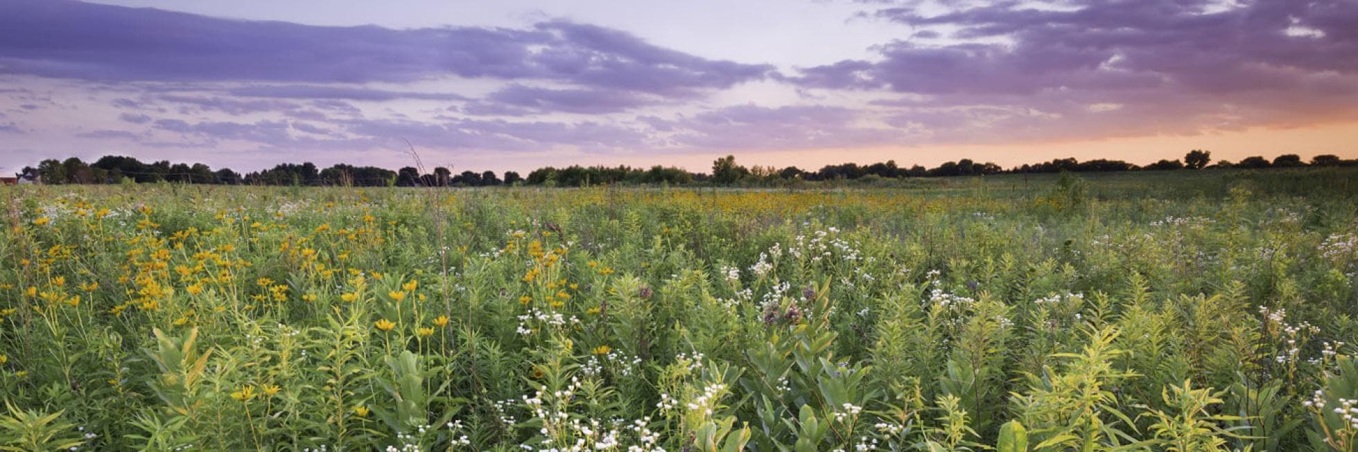 Un amplio campo de flores silvestres se encuentra bajo un cielo púrpura y naranja al atardecer, con árboles en la distancia.