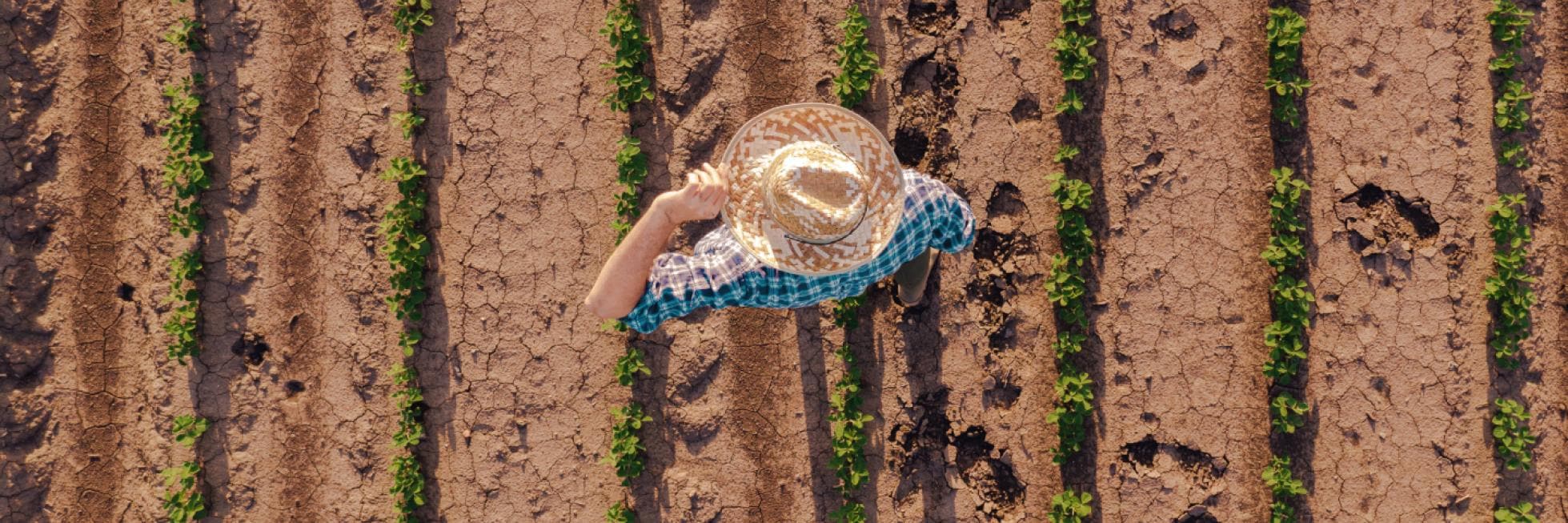 Una persona con sombrero de paja camina a través de tierras de cultivo secas con cultivos verdes en hileras.