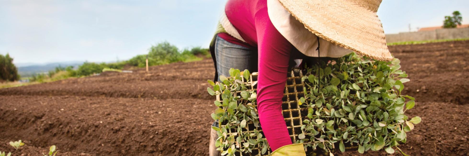 Una persona con sombrero de ala ancha y guantes está plantando plántulas en un campo grande.