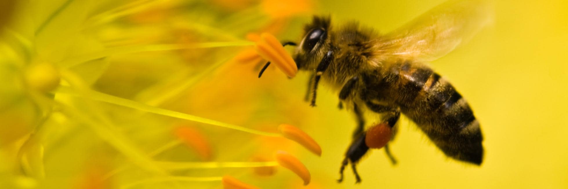 Una abeja vuela cerca de los estambres de una flor amarilla, recogiendo polen.