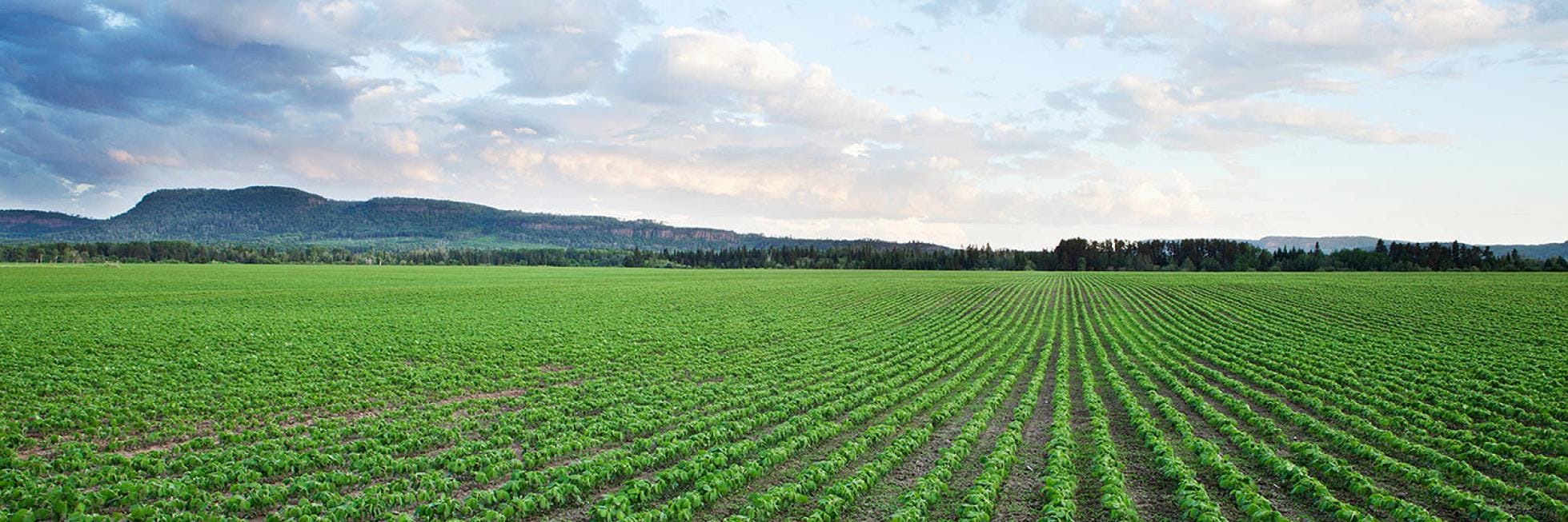Un vasto campo verde con hileras de cultivos bajo un cielo parcialmente nublado, con colinas al fondo.