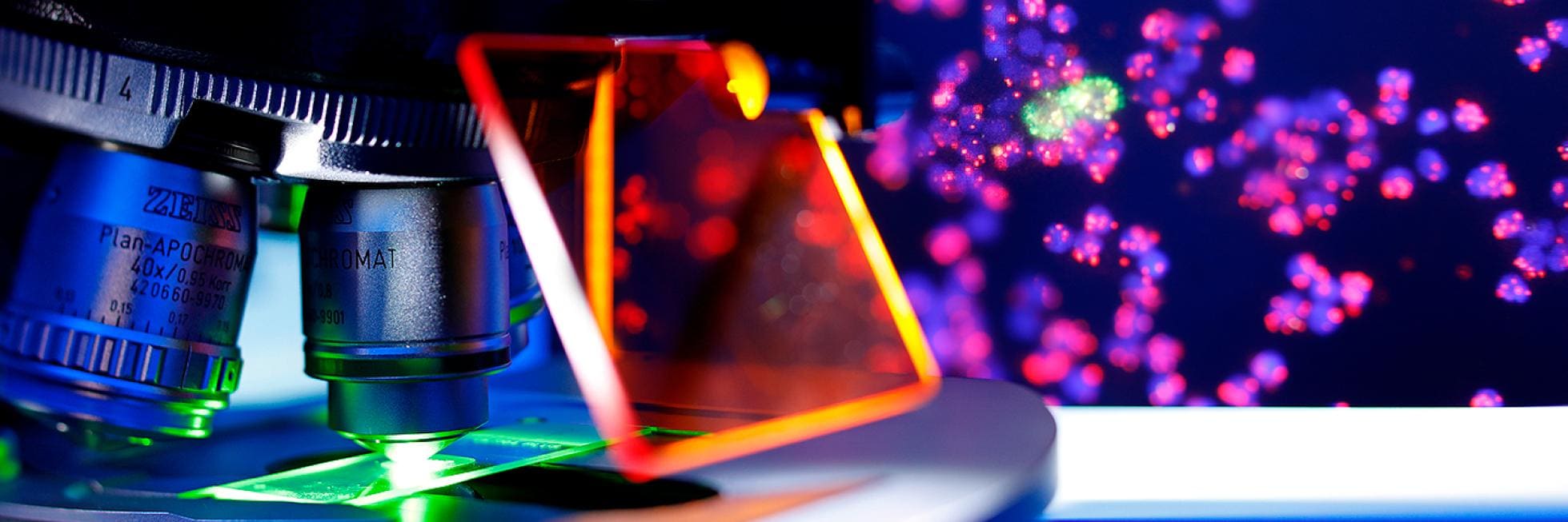Un primer plano de un microscopio con un portaobjetos, con células iluminadas en rojo y azul vibrantes en el fondo.