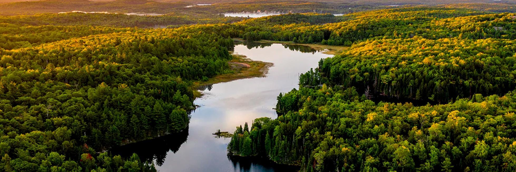 Vista aérea de un paisaje boscoso con un río sinuoso o lago, rodeado de densos árboles verdes bajo un cielo despejado.