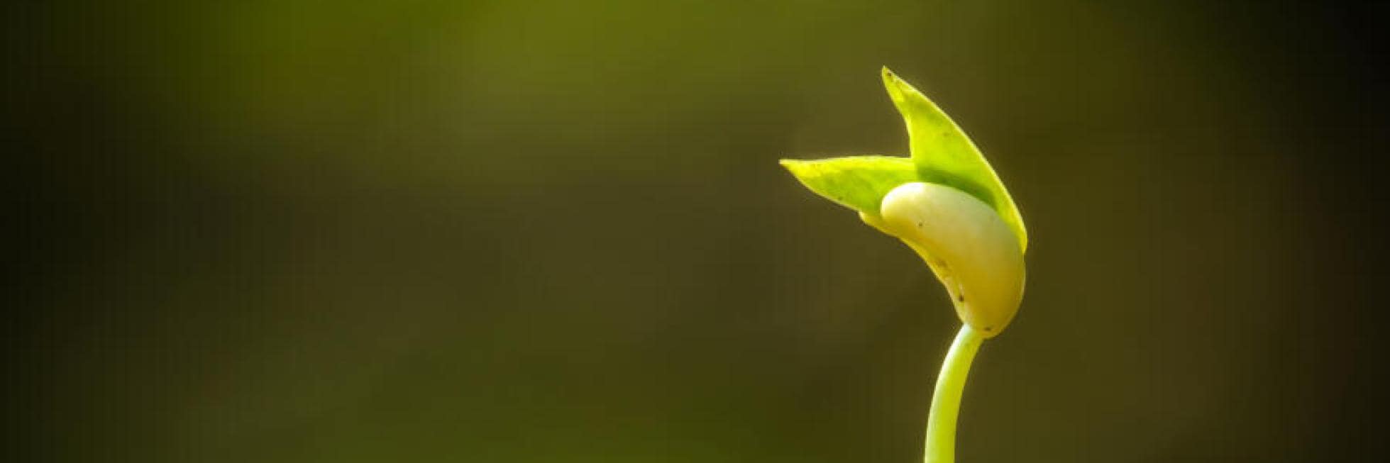 Sustentabilidad de triple impacto